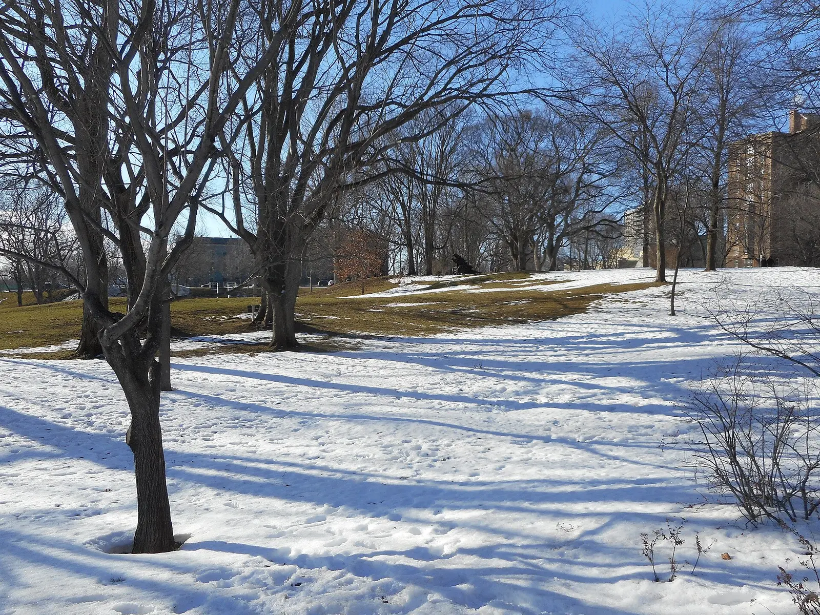 Snow-covered paths and bare trees on the Plains of Abraham in Quebec City in winter